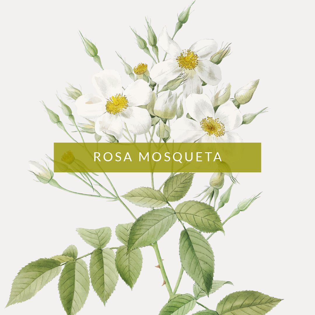 Rosa mosqueta ilustración