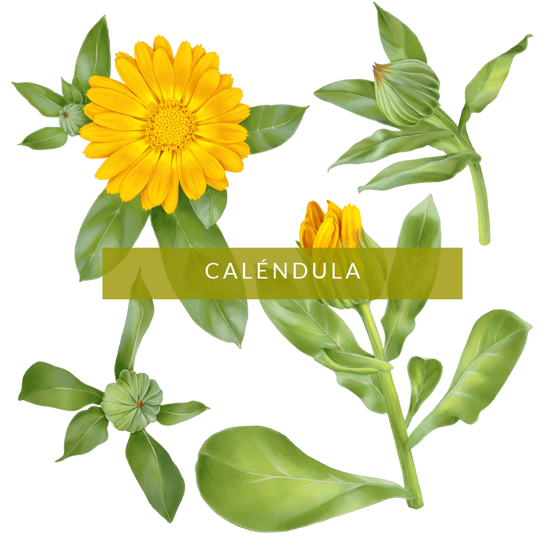 Caléndula ilustración